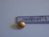 24 Stck.Metallknöpfe Gold Antik ca 15 mm